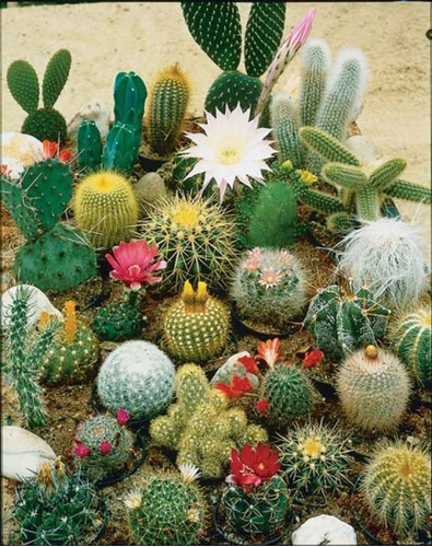 Semillas De Cactus Variados