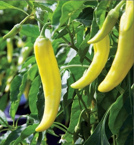 Semillas De Aji Sweet Banana Para Encurtidos 100% Naturales