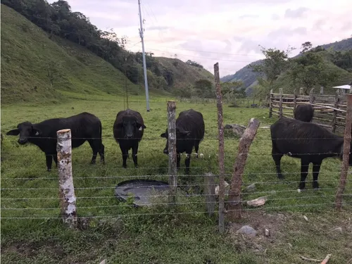 Vendo Fk 400 Cuadras Aptas Para Hass Pueblo Rico (risaralda)