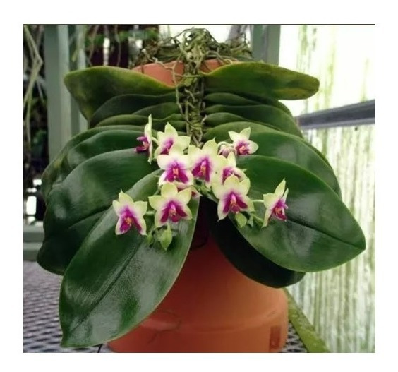 Orquidea Phalaenopsis Preco Imbativel | MercadoLivre 📦