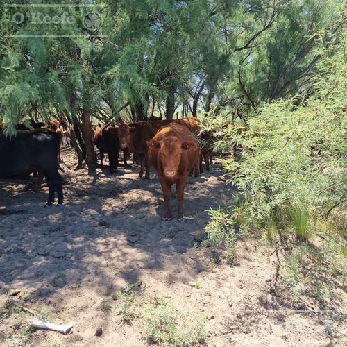 Campo De Cría/recría 74.000 Has. Para 8800 Madres, Armado En Mendoza