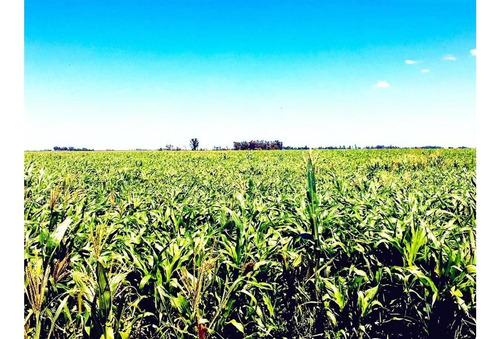 Imagen 14 de 15 de Campo En Quemu Quemu La Pampa