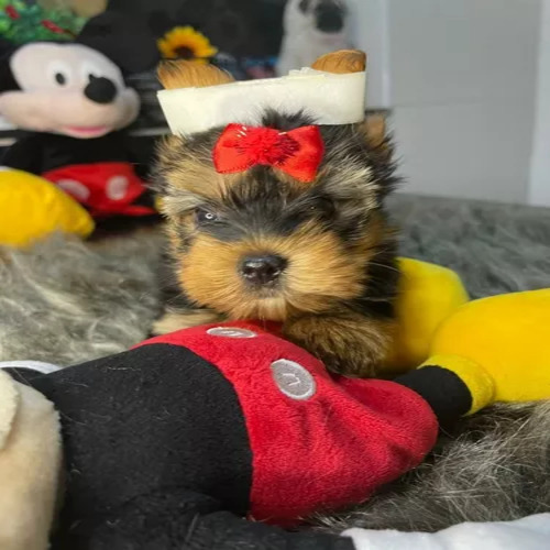Lindos Y Pequeños Yorkshire Micro Toy.