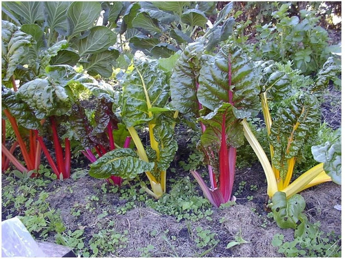 25 Semillas De Acelga Arcoiris Colores Nuevas Si Germinan
