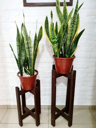 Imagen 1 de 5 de Planta Sanseveria