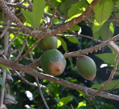 Planta Zapote Verde, Pouteria Viridis, Pregunte Costo Envio