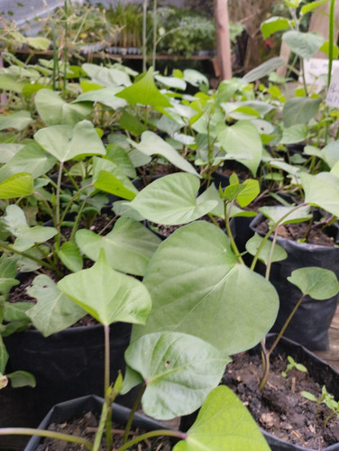 Plantas De Boniato X 6 Unidades