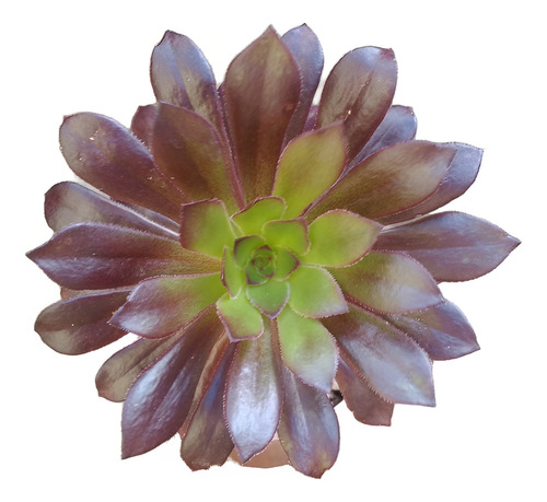 Suculenta Aeonium Atropurpureum - Rosa Negra