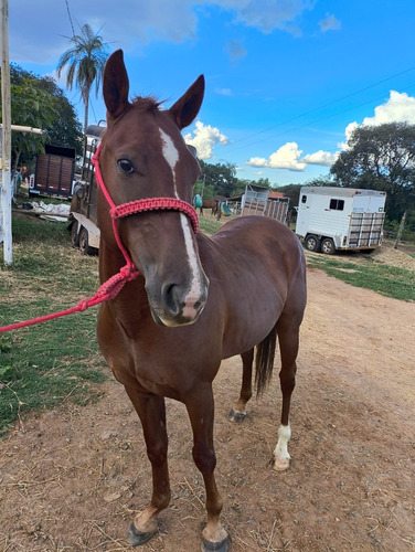 Cavalo Quarto De Milha