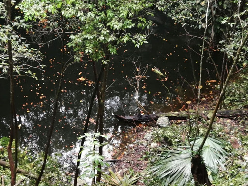 Imagen 2 de 13 de Terreno Con Cenote Al Descubierto A 25 Minutos De Valladolid