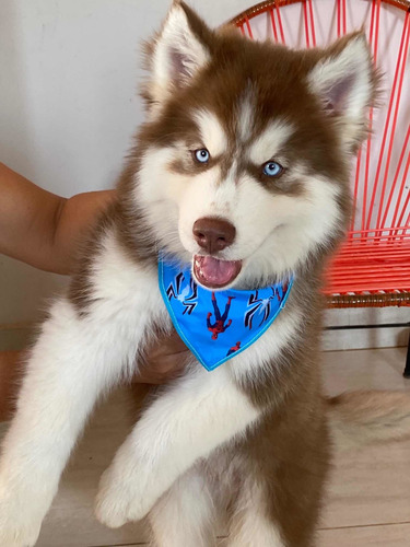 Imagem 2 de 5 de Filhote De Husky Siberiano