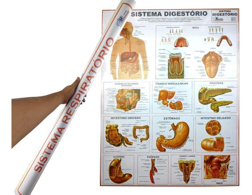 Mapa Sistema 90x120cm Digestório Banner Anatomia Do Corpo