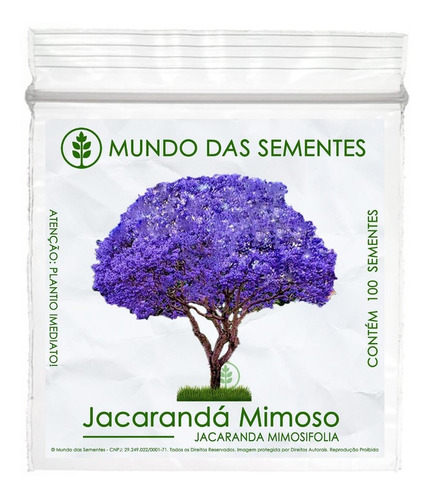 100 Sementes Jacarandá Mimoso Mimosifolia Azul Árvore