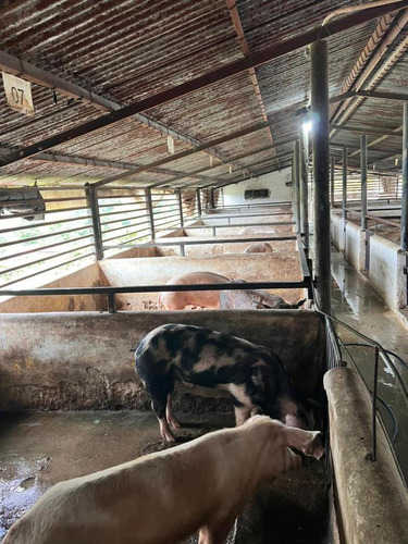 Finca De Producción Porcina Y Avicola Área: 8has Con 1489m