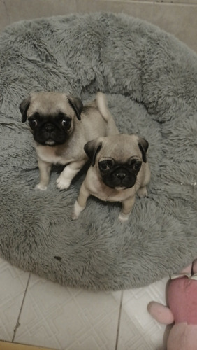 Pugs Beige Cachorros (2 Meses)