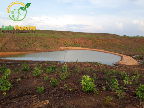 Imagem 6 de 12 de Fazenda A Venda Em Santa Maria - 1.074,48 Hectares (dupla Aptidão) - 2085