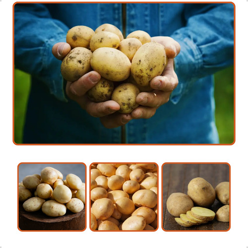 Só Batata In Natura Embalada E Selecionada 5kg Refrigerável