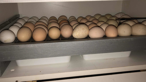 Imagen 2 de 9 de Huevos Fértiles De Orpington Leonado