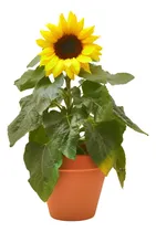 Comprar Planta Girasol Pipas Comestibles
