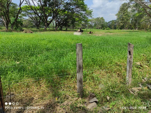 Imagen 9 de 13 de Finca En Venta En El Tambor, Mun. Obispos, Barinas