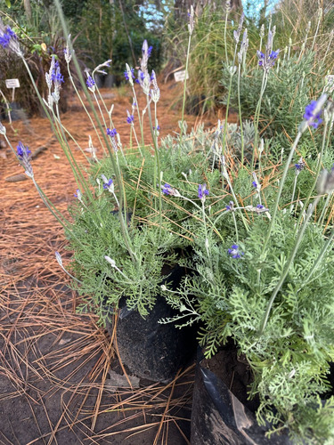 Lavanda Lavandula Pinnata Flor Lavanda