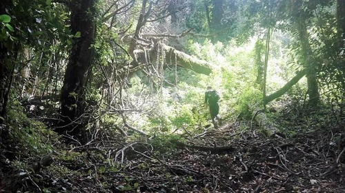 Terreno De 18 Has, Agua Y Luz, En Parte Subdividido En Pucón