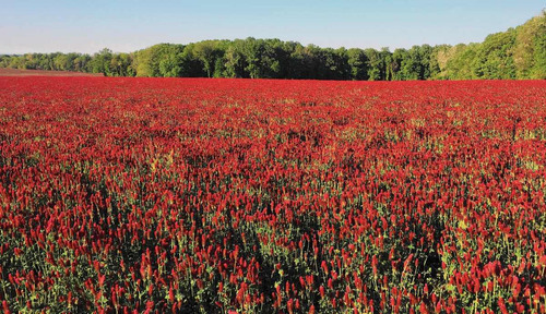Imagem 6 de 10 de 300 Sementes De Trevo Vermelho Pasto Apícola Flor