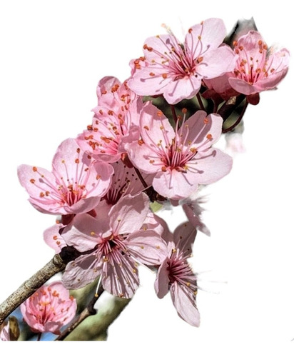 Cerezo Japones Sakura Enano 1.60m Arbustivo Z/ Floresta