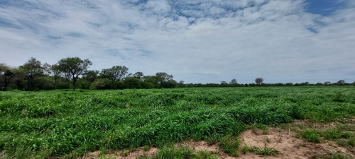 Venta Campo Agrícola Rio Primero 68 Ha La Posta Ruta 32