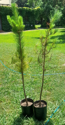 Pino Piñonero (pinus Pinea) - Cañuelas