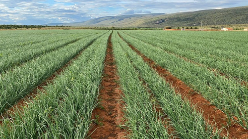 Imagem 4 de 15 de Fazenda Para Venda Na Região De Ibipeba-ba, Com 179 Hectares, Beira Do Asfalto, Muitas Benfeitorias, Plana, Pode Rodar Pivo - Fa00392 - 70074965