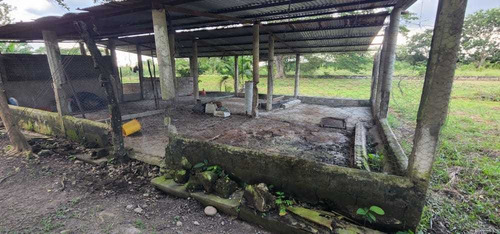 Imagen 6 de 14 de Granja Avicola-porcina A 10 Min. Del Centro De Barinas