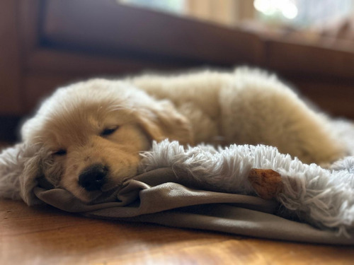 Cachorro Golden Retriever De 2 Meses Con Vacunas
