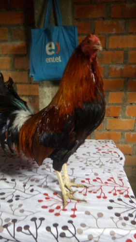 Gallo