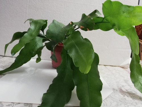 Planta Dama De Noche Ideal Colgante. Epiphillum Oxipetalum (Usado)