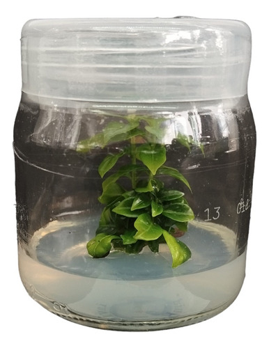 Medio Clonación Con Ppm Cultivo In Vitro ( Ya Estériles).