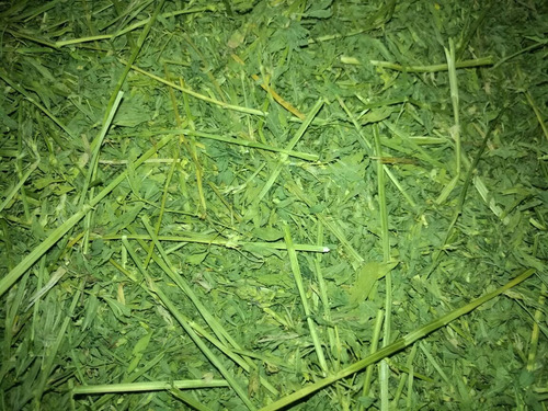 5kg De Heno De Alfalfa Orgánica Para Cuyo Y Conejo