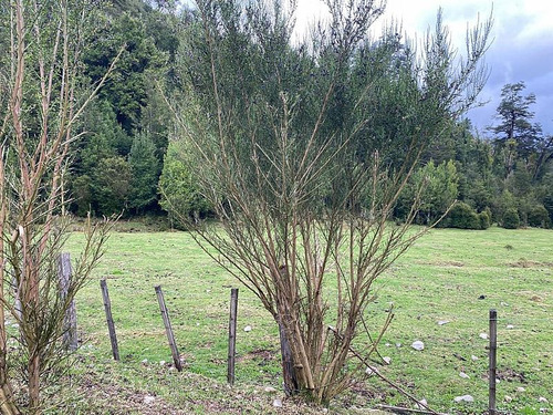Terreno Villa Amengual 0,58 Ha