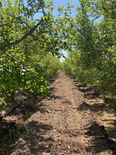 Finca 12,hectáreas,6hs Ciruela,5 Durazno De Fabrica