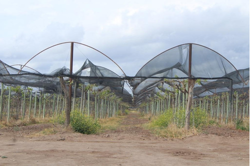 Greenwood Vende Inmaculada Finca En El Departamento De San Martin, Tres Porteña.