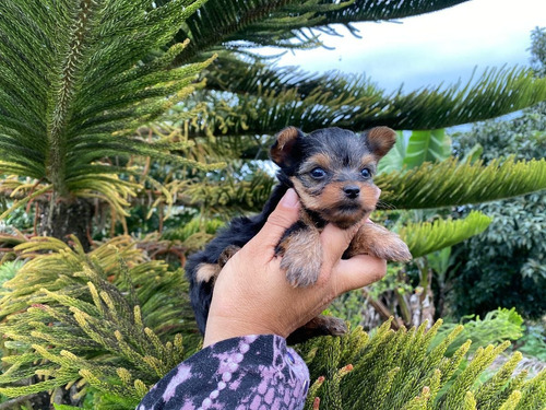 Perros Yorki Mascotas Medellin