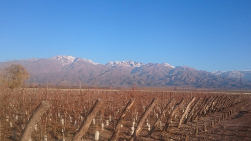 Terreno En Venta Viñedo 28 Has En Mendoza