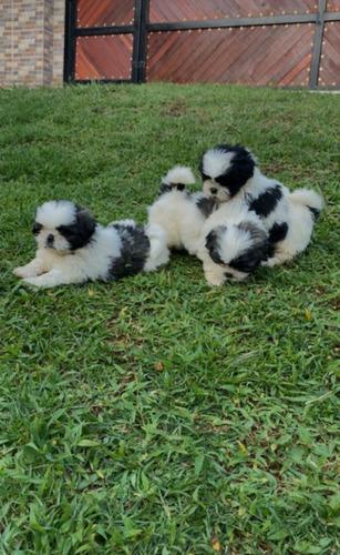 Machos Shih Tzu Mini 