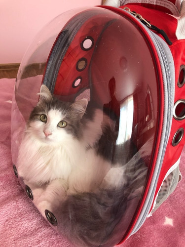 Mochila Transportadora Traslúcida Para Perros Y Gatos