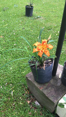 Lirio Plantas (Usado)