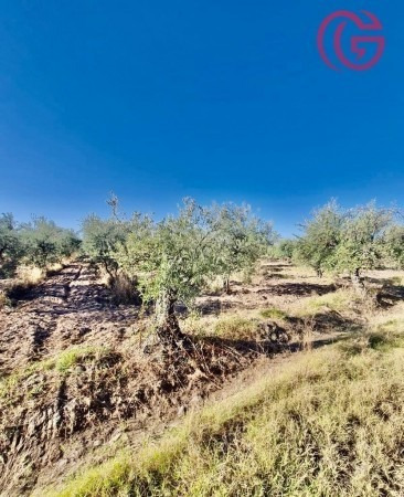 Imagen 5 de 16 de Greenwood Vende Finca Con Potencial