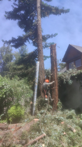 Poda Y Tala De Árboles En Altura, Limpieza De Palmeras