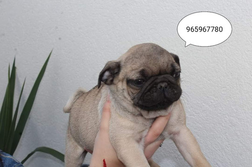 Disponibles Pug Ambos Padres Inscritos 