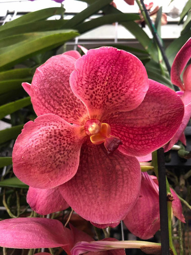 Imagen 5 de 10 de Orquídeas Vanda De Flor Muy Grande Y Cascada, Colores Exótic