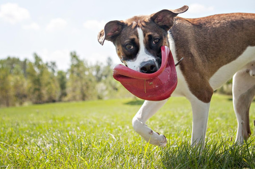 Disco De Goma Dog Toy Kong Flyer Para Catch Fetch Playtime,